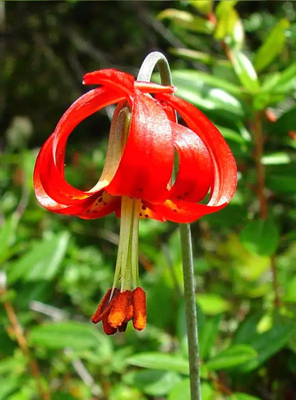 Humboldt Botanical Gardens