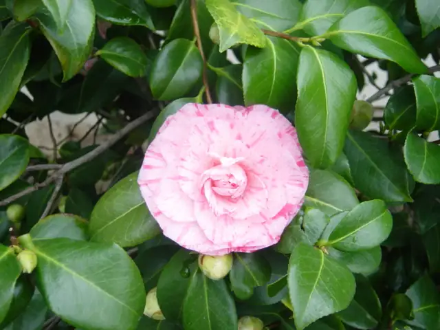 Jensen Botanical Gardens