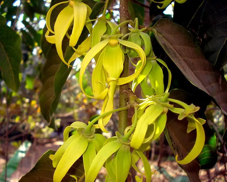 Na 'Aina Kai Botanical Gardens