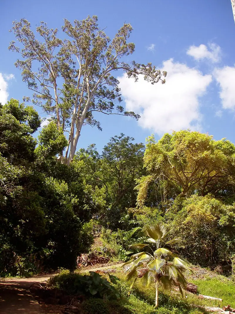 Wahiawa Botanical Garden