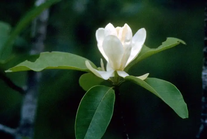 Henry Foundation for Botanical Research