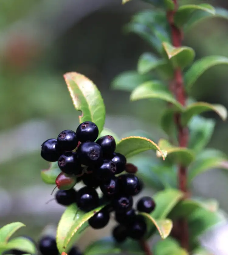 Huckleberry Botanic Regional Preserve
