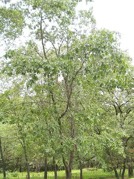 Garden of Kirpal