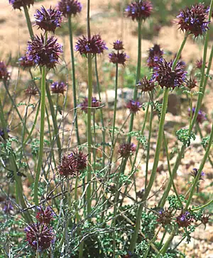 Labadie Arboretum