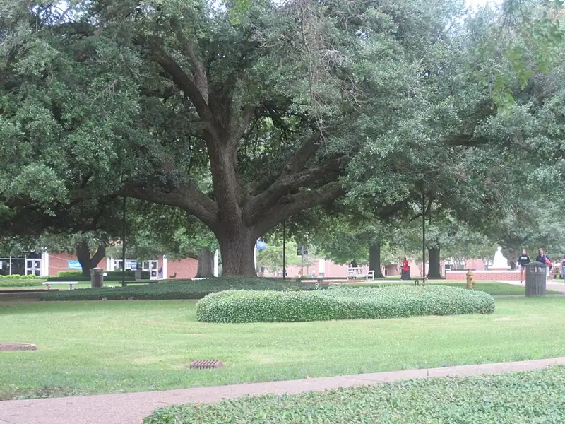 Louisiana Tech University Arboretum