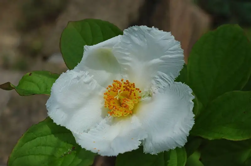 Orland E. White Research Arboretum
