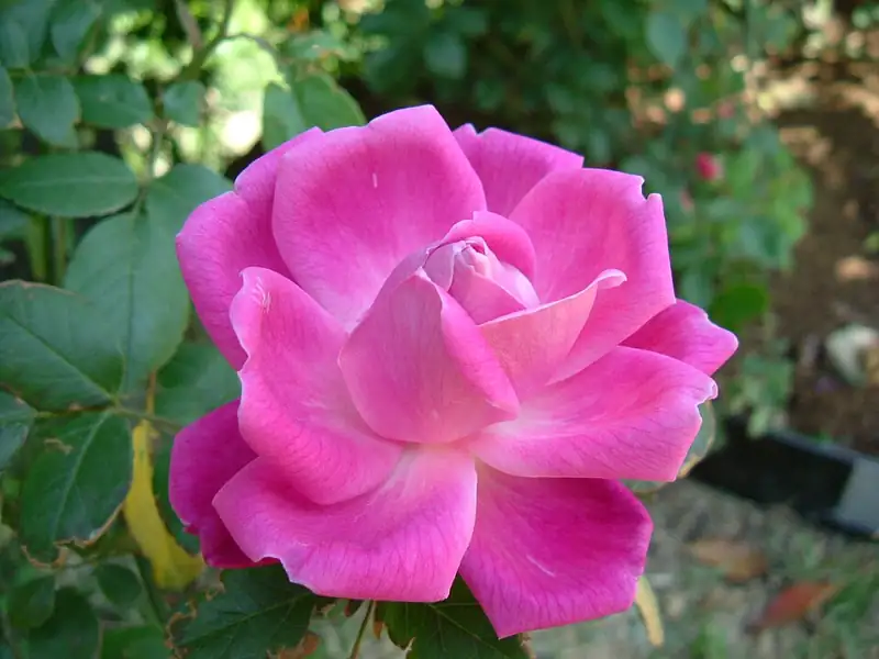 Sonoma Botanical Garden
