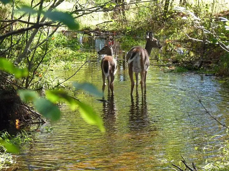 Schmeeckle Reserve