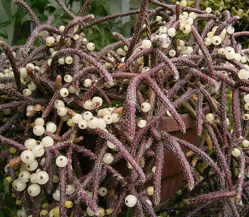 Vermont Experimental Cold-Hardy Cactus Garden
