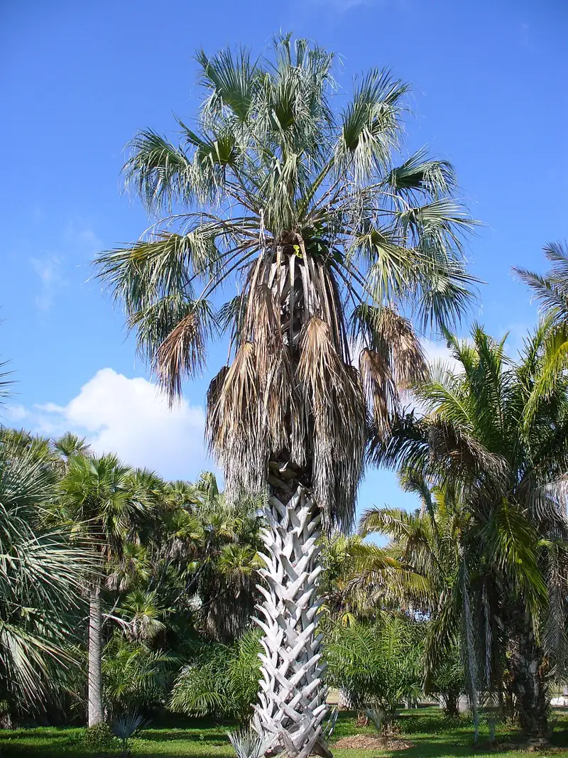 Montgomery Botanical Center