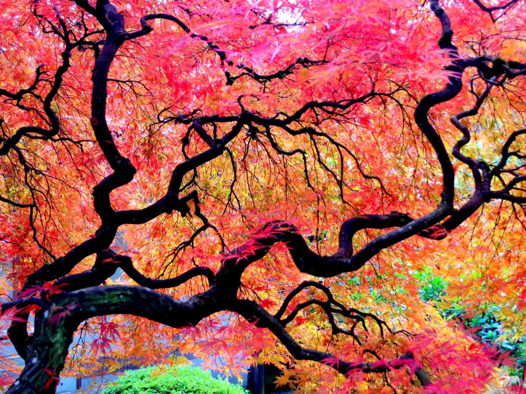 Red Japanese maple at Portland Japanese Garden